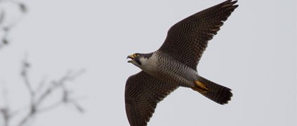 peregrine falcon flying peregrine falcon flying