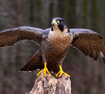 peregrine_picture2