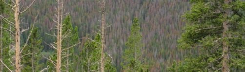 Climate Change and Biodiversity: It’s Complicated