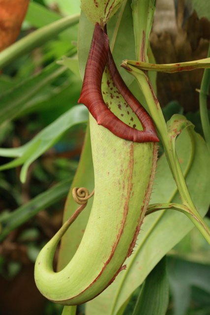 carnivorous pitcher plant