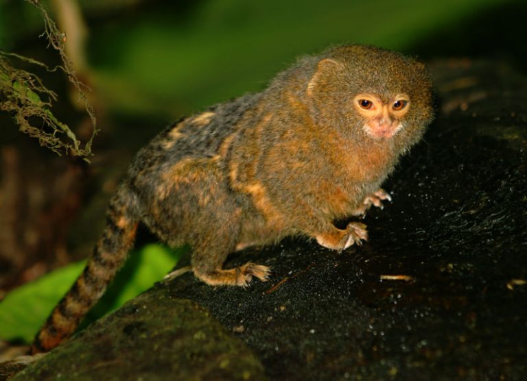 The World’s Smallest Monkey