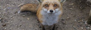 red fox stare