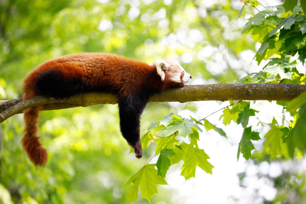 Lazy like a Red Panda