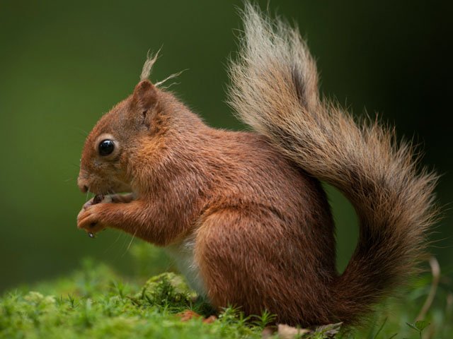 red squirrel