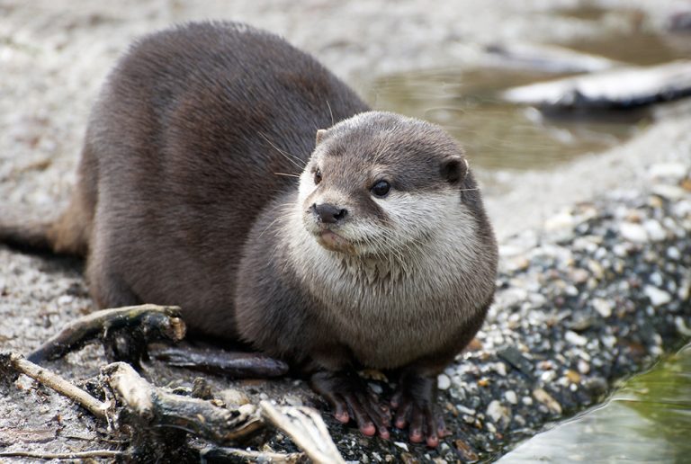 ﻿Helping Out River Otters
