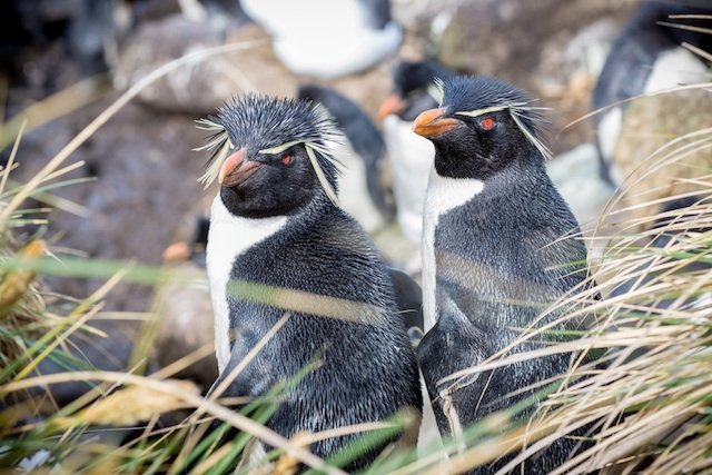 rockhopper_penguin_amelia_mcgoldrick