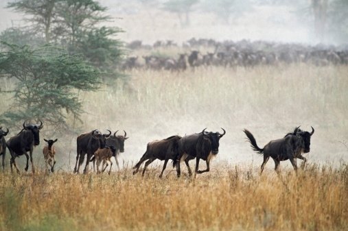 Top Ten Most Amazing Migrations - Where kids go to save animals! Top Ten Most Amazing Migrations - Where kids go to save animals!