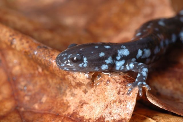 blue-spotted salamander, ambystoma laterale, blue-spotted newt