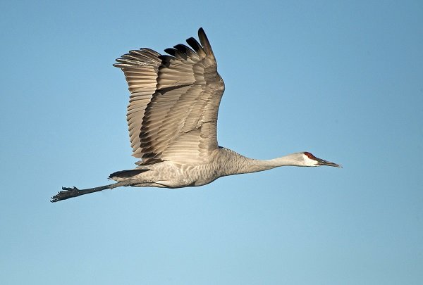 Les Dix Plus Grands Oiseaux Migrateurs Du Canada Earth