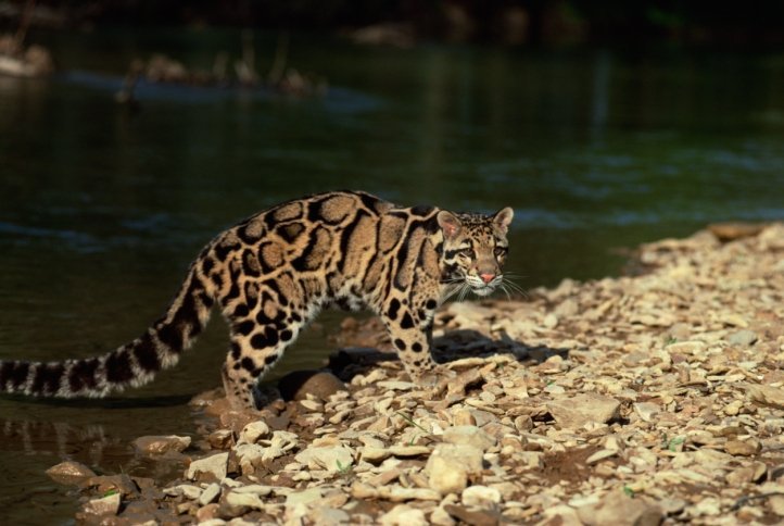 largest big cat species