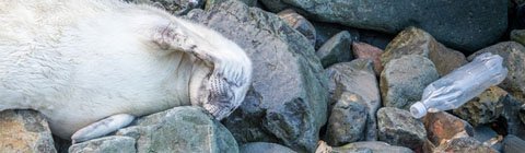 Can you guess what garbage is most commonly found on our shores?
