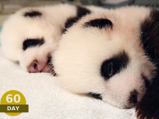 Watch Baby Panda Twins Grow Up Earth Rangers Where Kids Go To Save Animals Watch Baby Panda Twins Grow Up Earth Rangers Where Kids Go To Save Animals