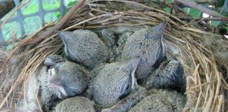 nest ful of shrikes