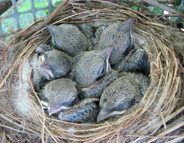 Scientists Saving Songbirds