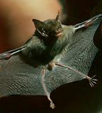 The world’s smallest mammal is the bumblebee bat