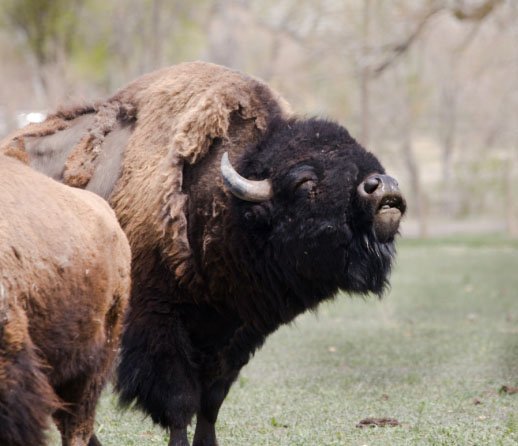 Scent of a Bison