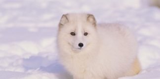 arctic fox winter snow