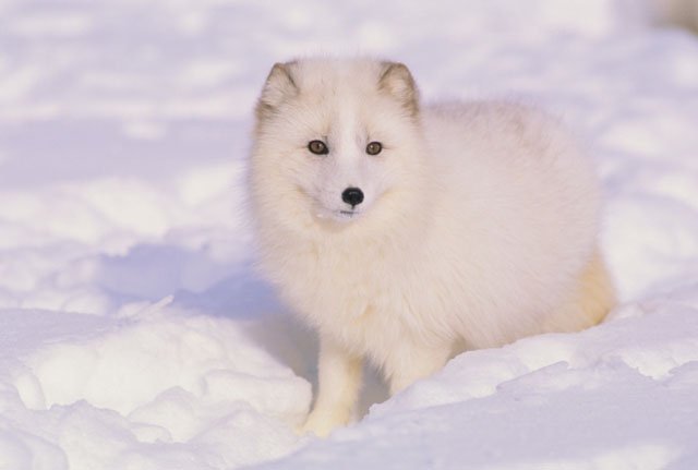 Arctic Foxes are Ready for the Cold