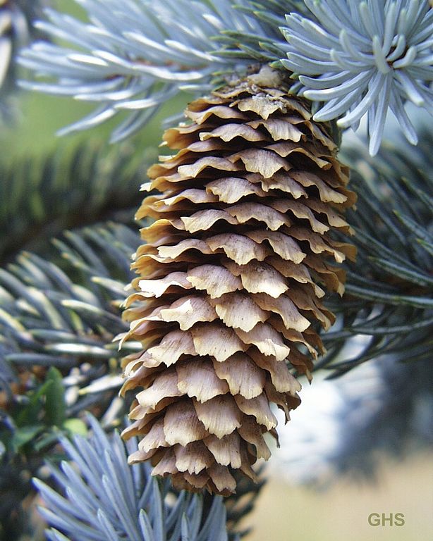 spruce_cone