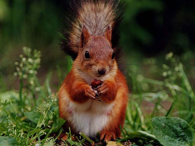 red squirrel