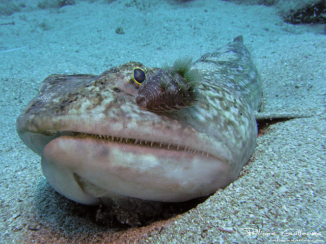 Top Ten Strangest Looking Fish