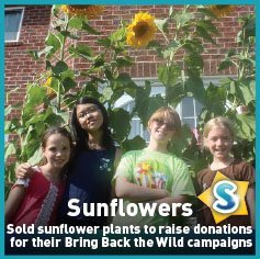sunflowers