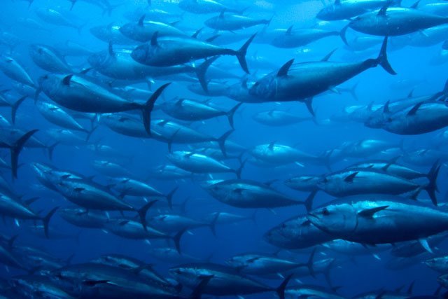 Saving the Bluefin Tuna