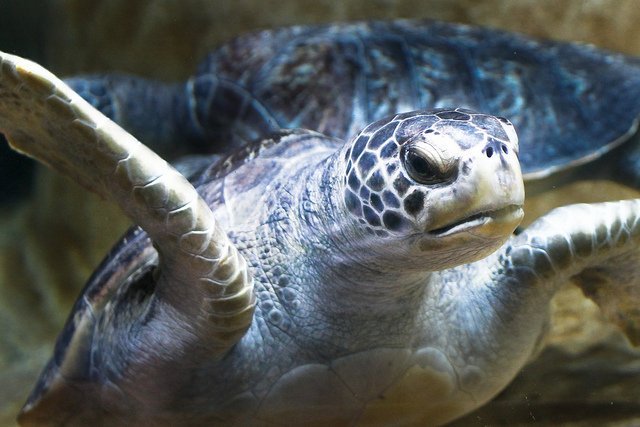 Diving Turtles