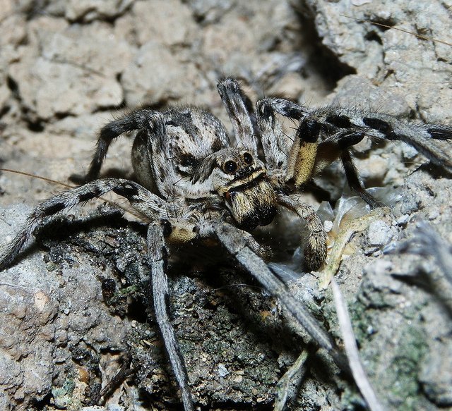 Черный Тарантул Lycosidae. Паук Lycosa Rabida. Волчий Тарантул. Тарантул и тарантизм.