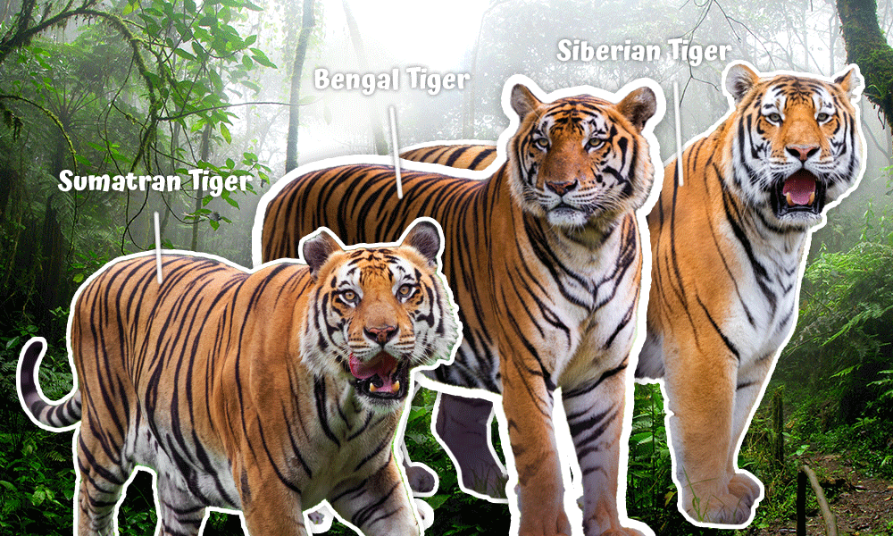 Worldatlas.com on X: Myth: Siberian tigers are the largest tiger