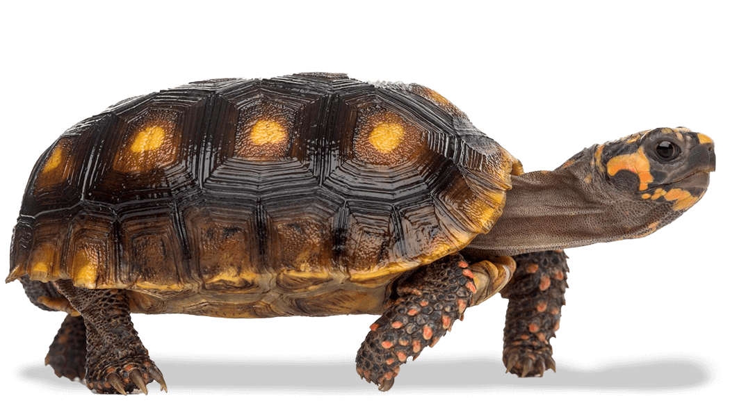 Tortoise Tortoise