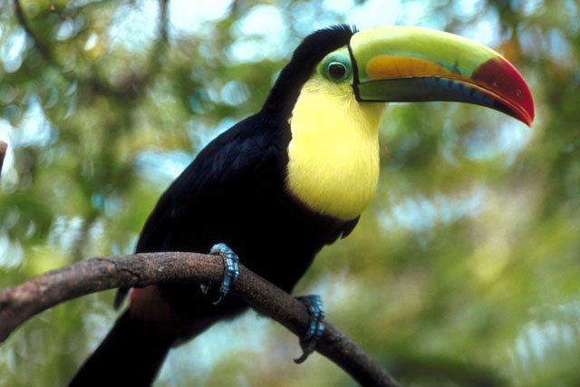 The Power of the Toucan
