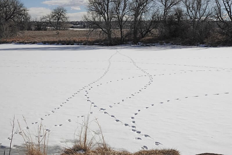 Coyote tracks in the snow on a frozen lake. It looks like a common path for these coyotes to take since there are plenty of tracks going back and forth
