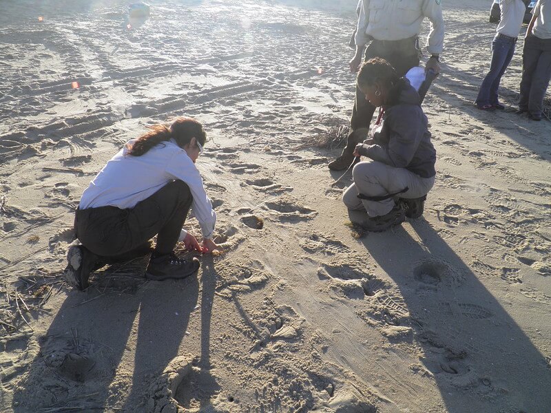 3 researchers are together on the beach. Two are huddled over to measure tracks left by a sea turtle headed to the water