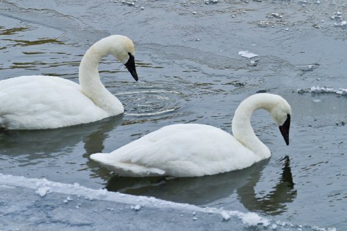 trumpeterswan