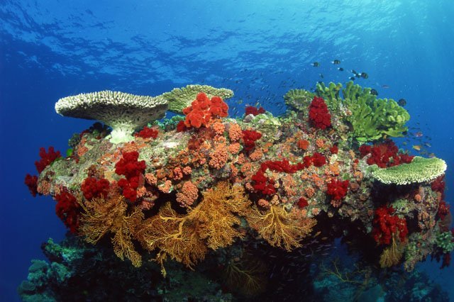 Coral Reef Ecosystem