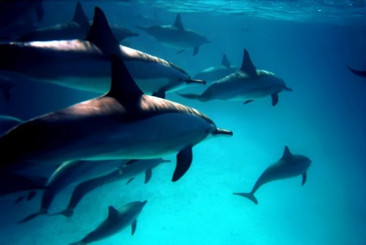 Dolphin chirps are inspiring a new tsunami early warning system