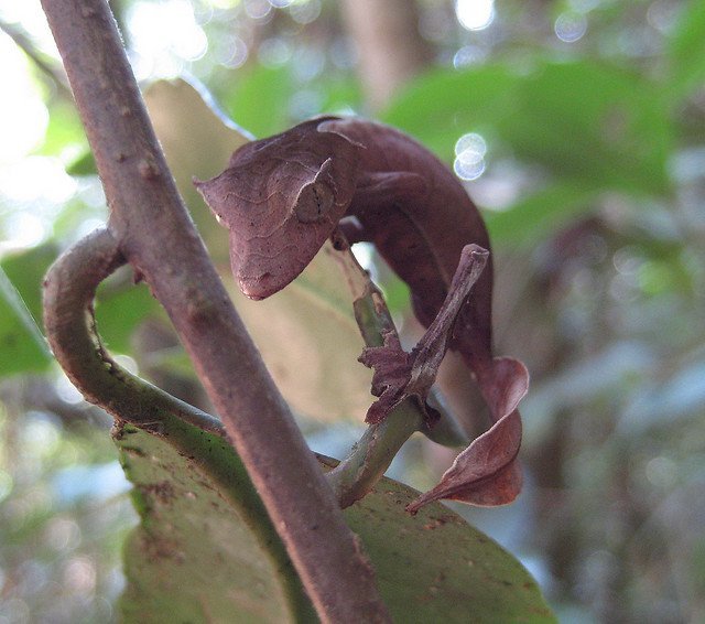Gecko Disguises