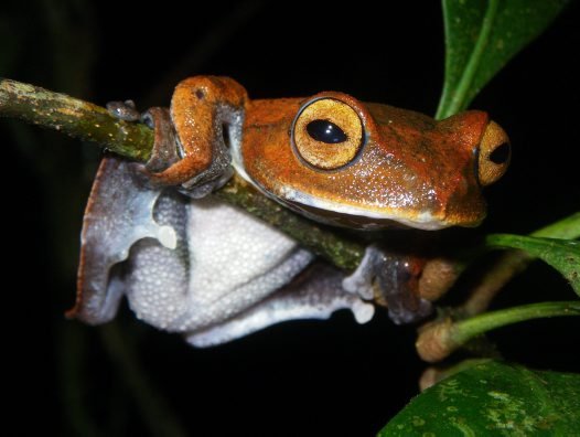 Flying Vampire Frog
