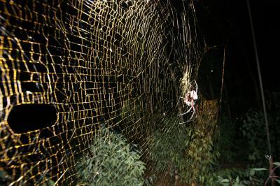 Wouldn’t Want to Run into this Giant Spider!