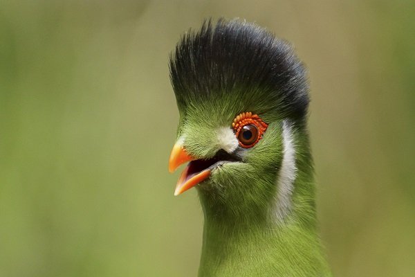Top Ten Birds with Cool Hairstyles - Where kids go to save animals!