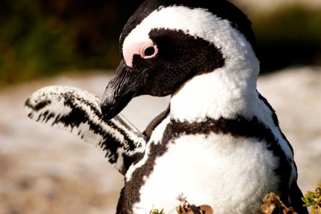 penguin feathers wing