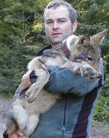 Brent with a wolf pup
