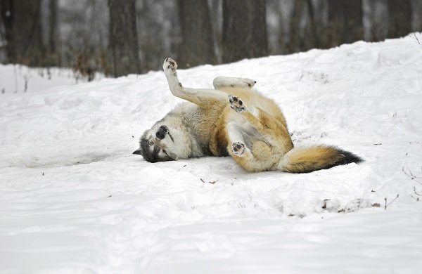 Timber Wolf