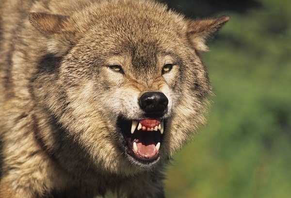 Top Ten Animals with Scary Looking Teeth
