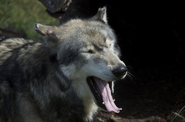 wolf yawning