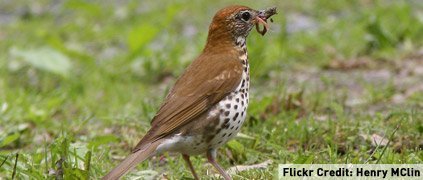 wood thrush eating worm credit henry mclin wood thrush eating worm credit henry mclin