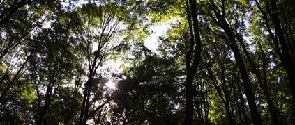 wood thrush habitat forest