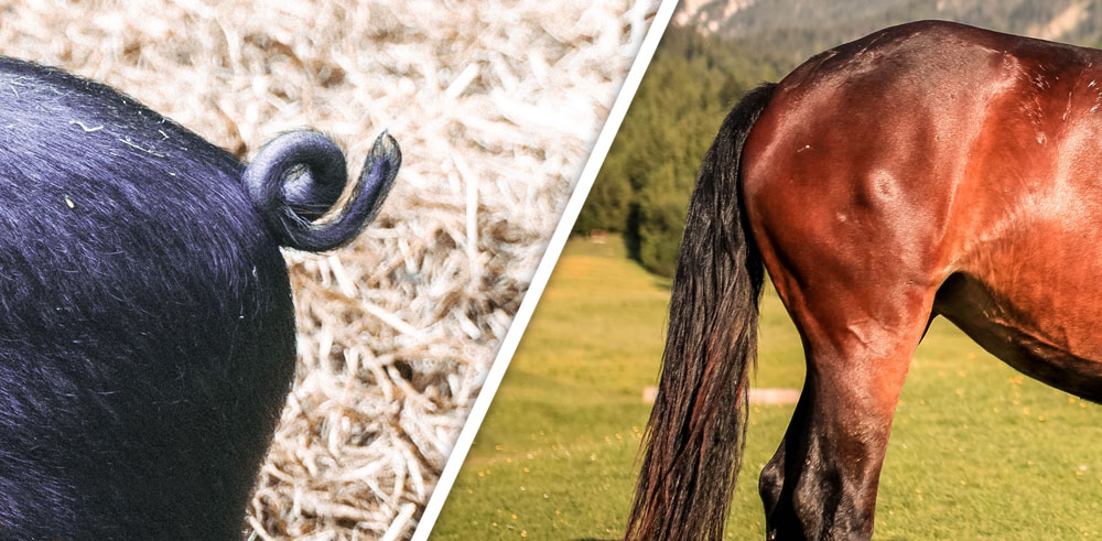 Would you rather have a tail like a pig or a horse? Cast your vote!