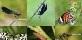 bug biodiversity